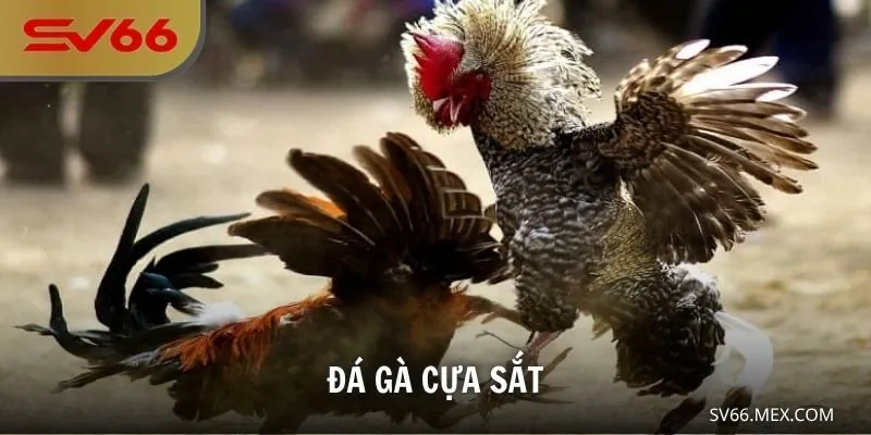 đá gà cựa sắt