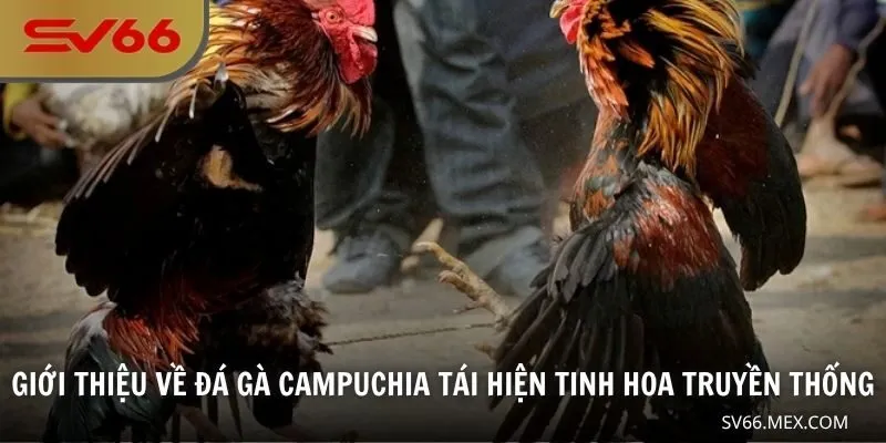 Giới thiệu về đá gà Campuchia tái hiện tinh hoa truyền thống