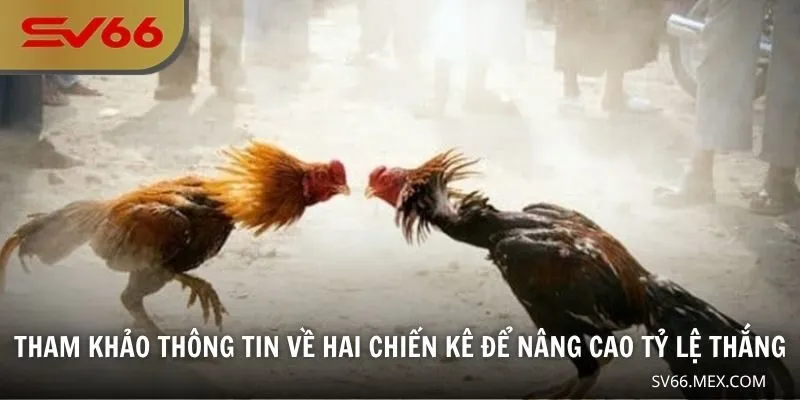 Tham khảo thông tin về hai chiến kê để nâng cao tỷ lệ thắng
